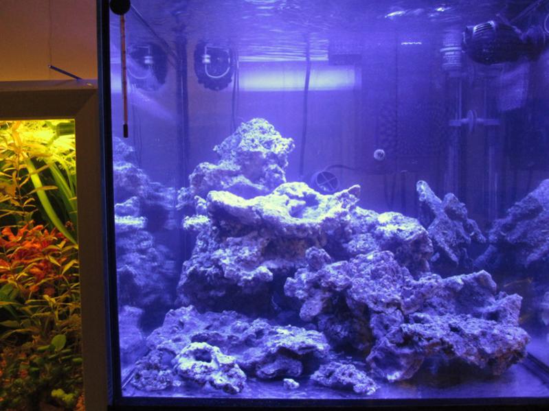 Bläckfiskens liter - Mitt akvarium - Saltvattensguiden