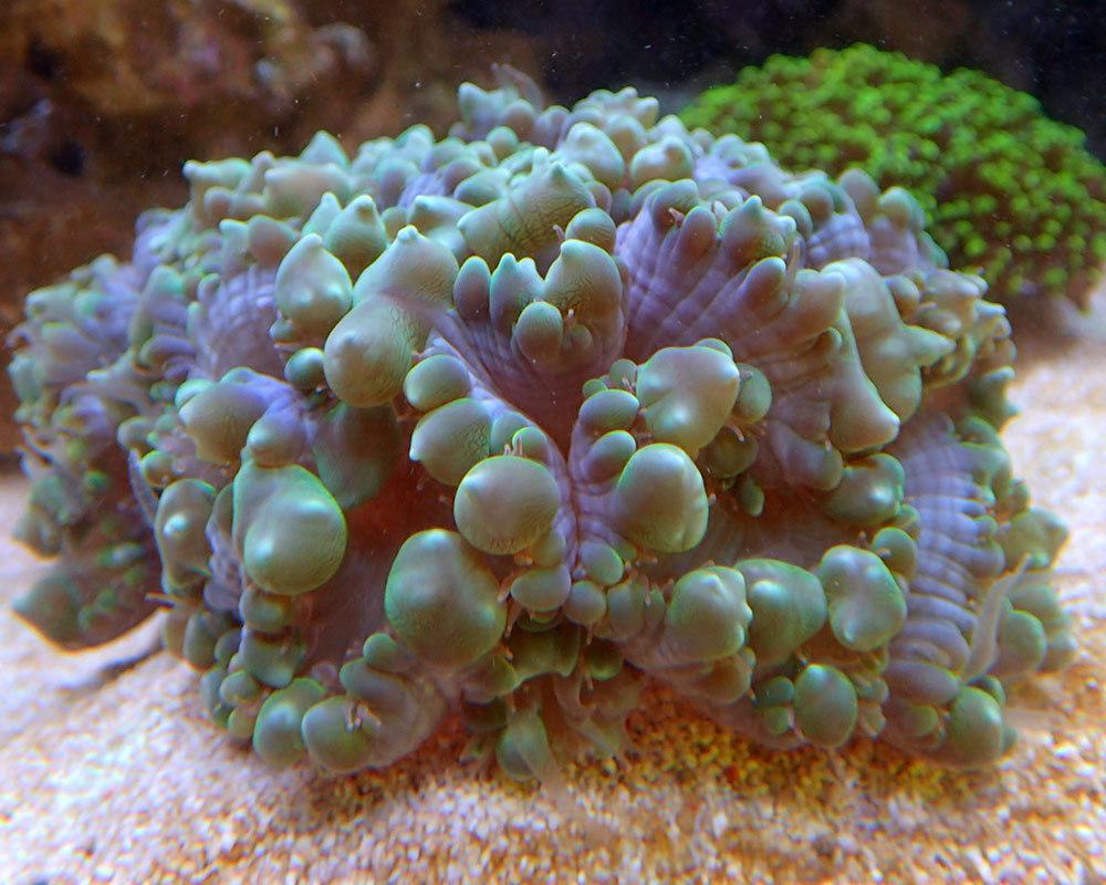 feeding-bubble-coral.jpg