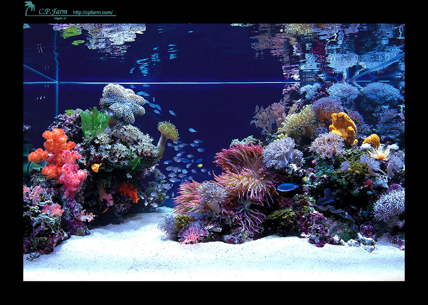 aquarium_above.jpg
