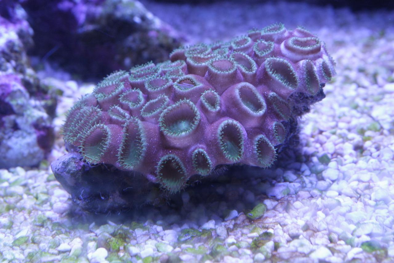Korall rosa mynningar.JPG