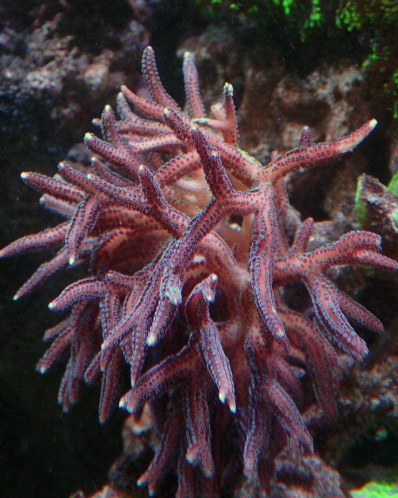 Coral.jpg