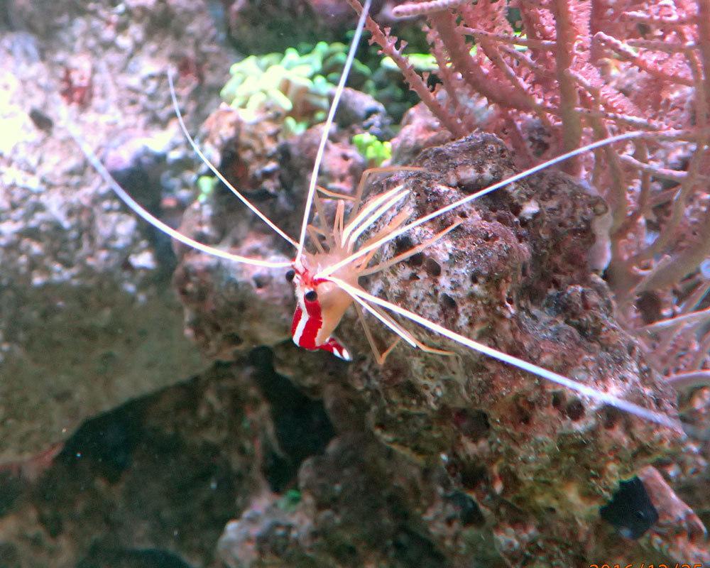 Shrimp2.jpg