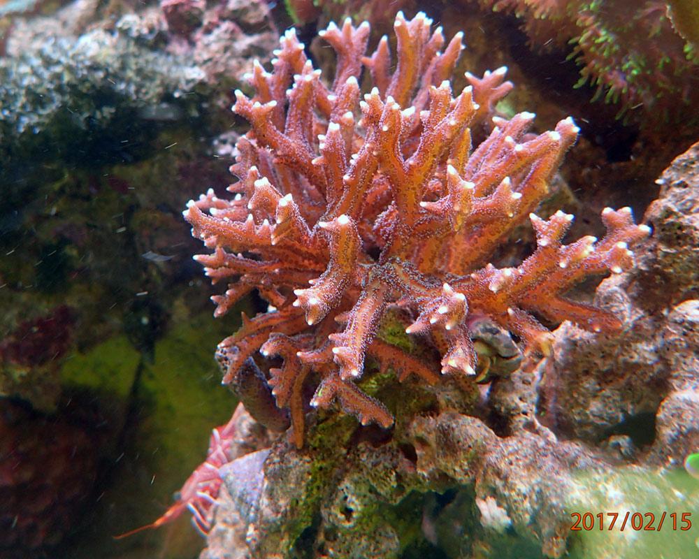 growth-hard-coral.thumb.jpg.1b0763bda87267ea1d62b20d5d7f0542.jpg