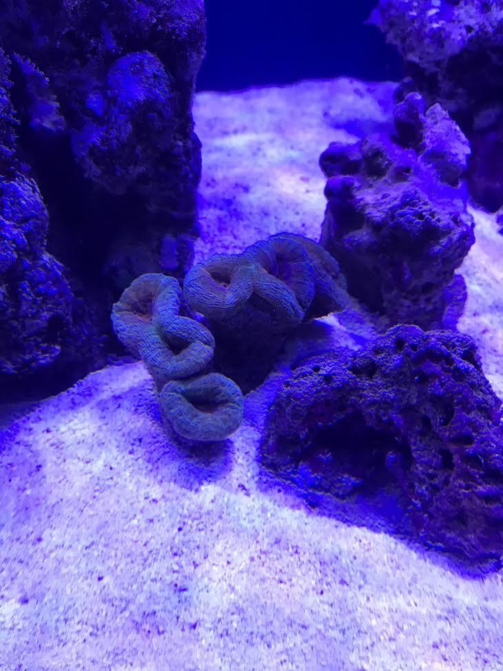 korall2.jpg