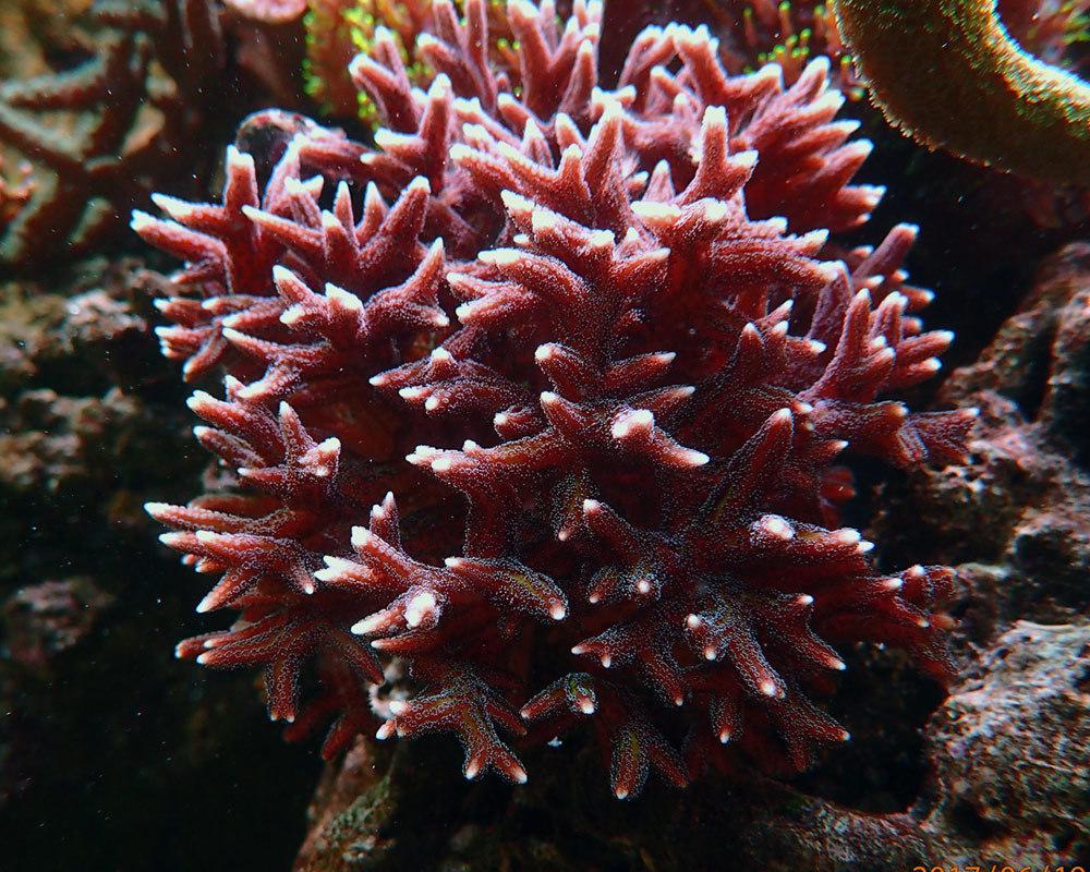 coral3a.thumb.jpg.0e671c7d77ce283d8ba111611c0cc512.jpg