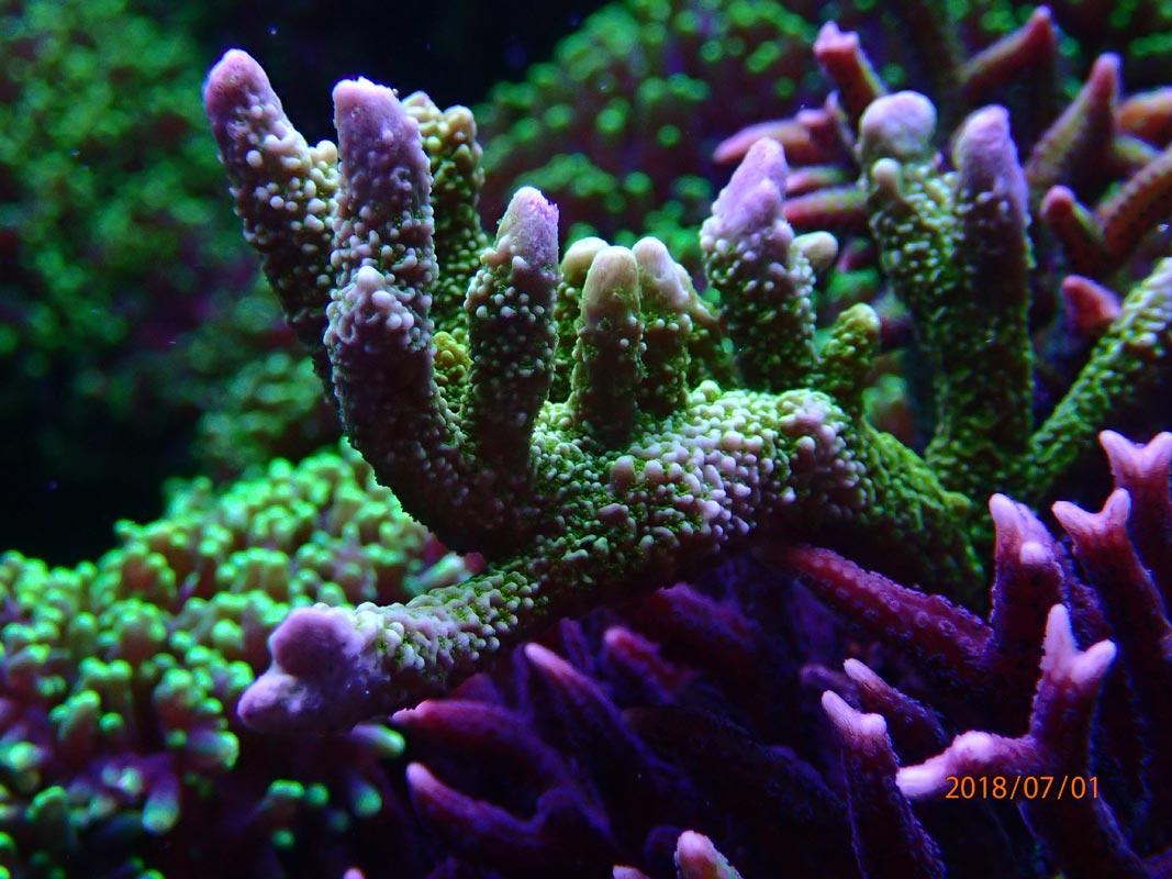 coral.jpg.0ffaaaf02a5c7df7be52de5c65fa53b4.jpg