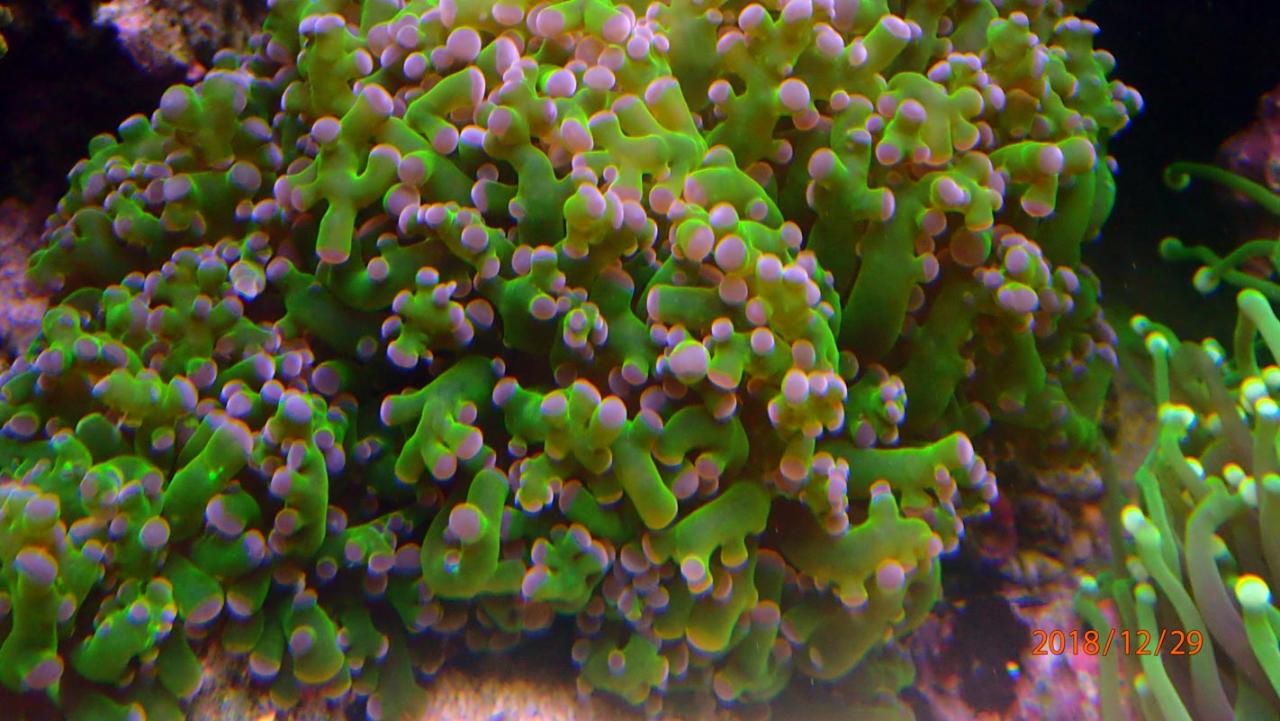 coral11.jpg.b5fb35440f55fef87f4be398f77b1d66.jpg