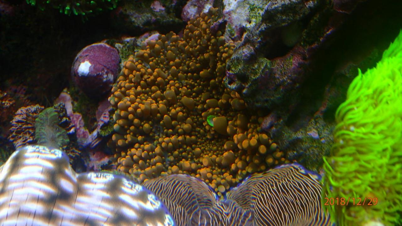 coral6.jpg.b6bfdda2a3b8e1d91c0c710ad4b0333e.jpg
