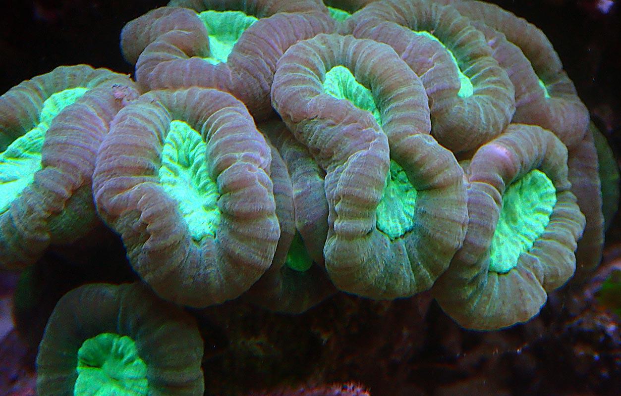 coral-1.jpg.d2ae99dd5231f516524b6e8583e7e910.jpg