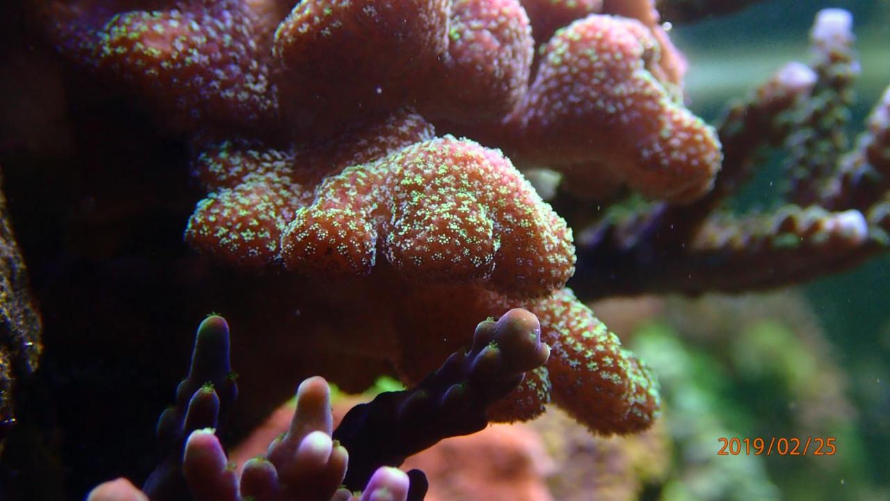 coral1-.jpg.92356b80ac0ea076b333fd217b58a47a.jpg