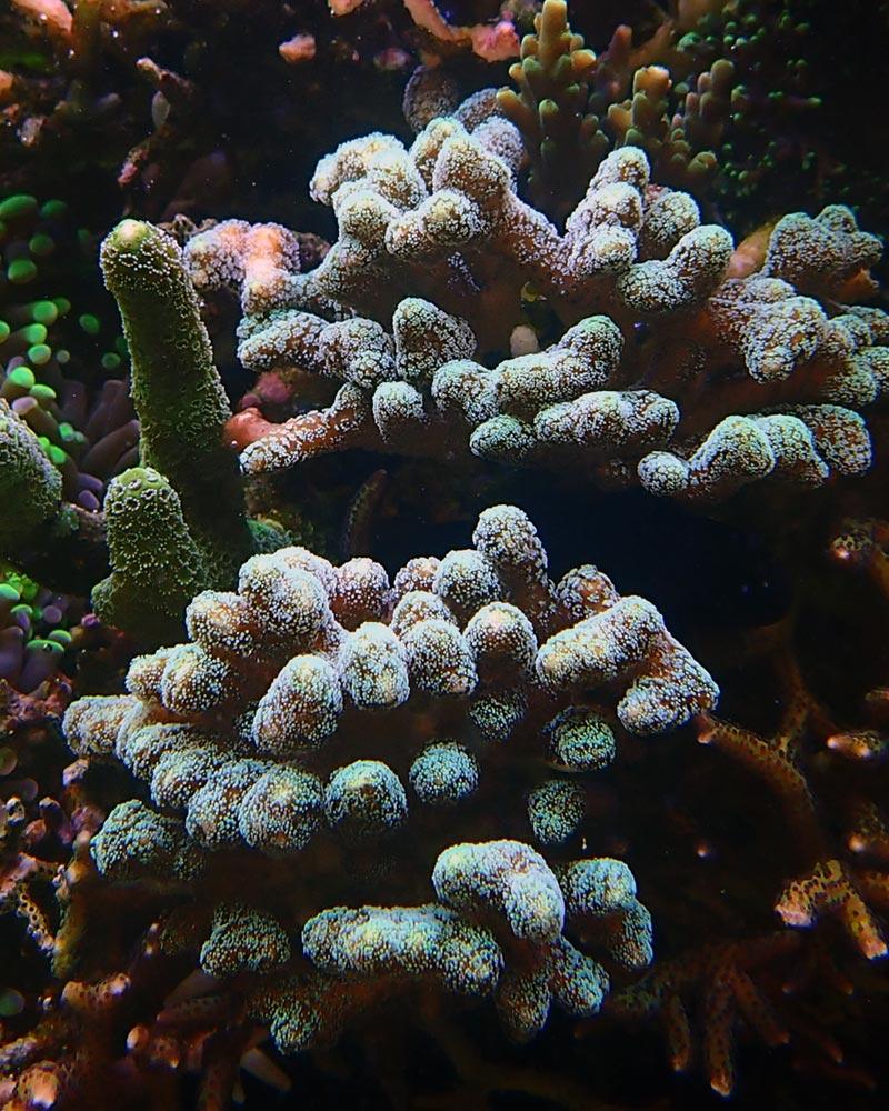 coral4.jpg.07babf03adc9ec76c214027d8dddfd74.jpg