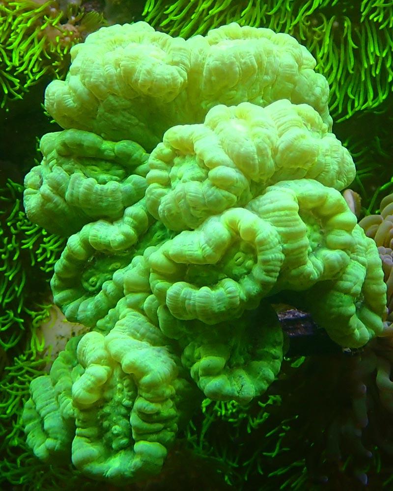 coral5.jpg.0a3f1d1fd35c4315058b322aa121204b.jpg
