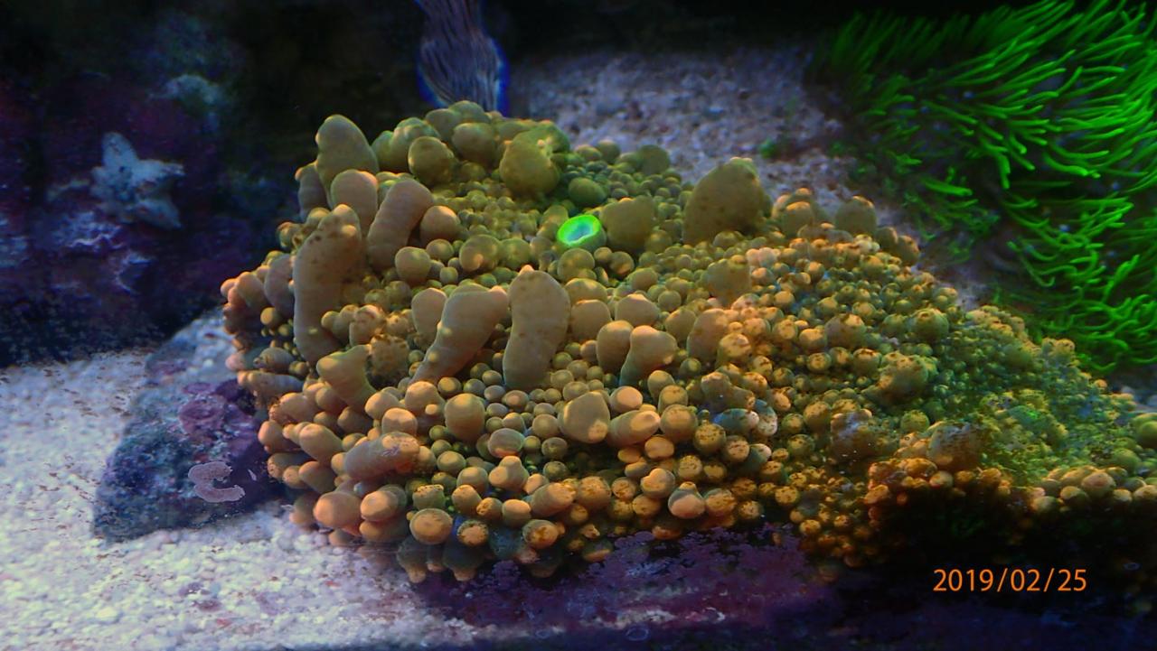 coral6-.jpg.4de9a1ae24784a163fa4b05635441fe4.jpg