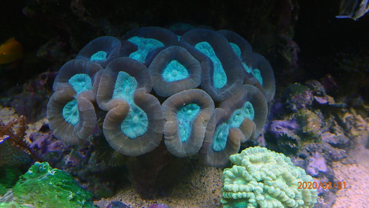 corals.jpg.d3b1df179a64634f3ebfa90104dbdf3a.jpg
