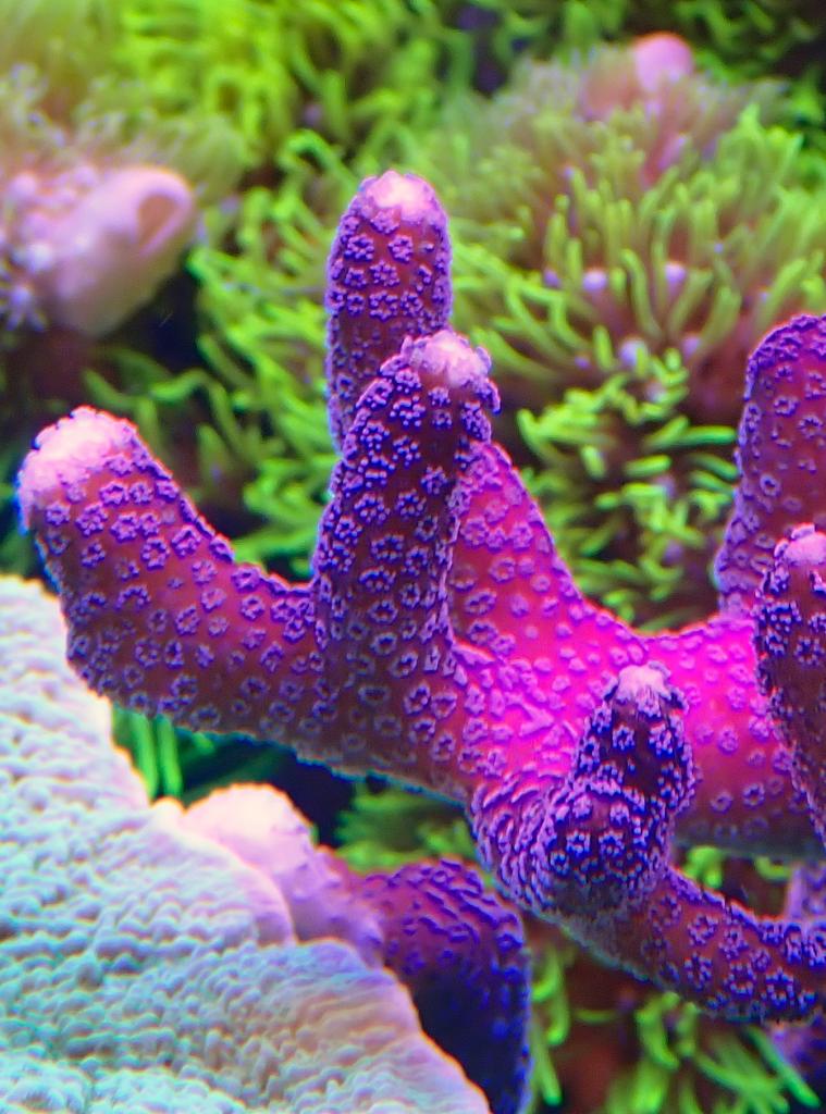 coral1.jpg.756e09018abee77c2195ab55c1d8b67e.jpg