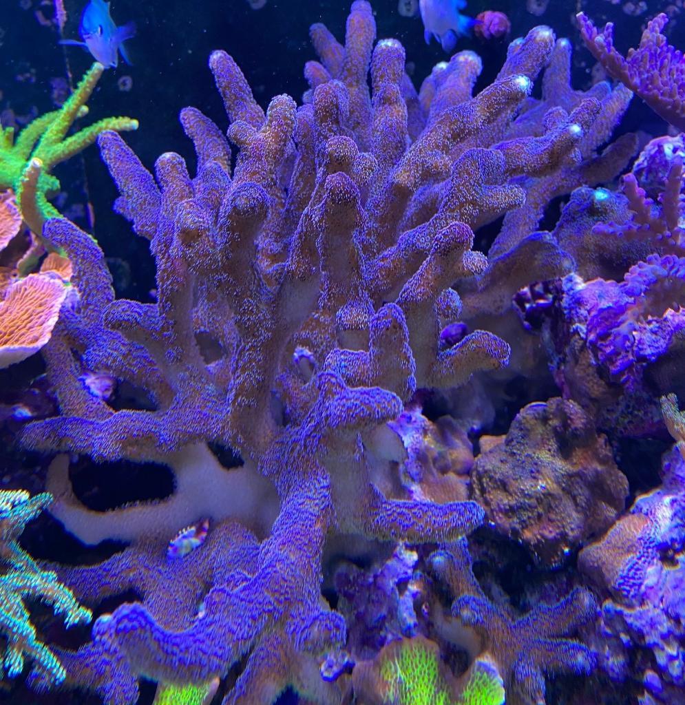 korall66 (2).jpg