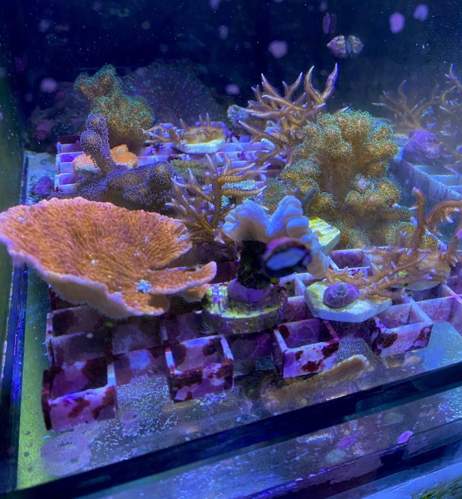 korall63 (2).jpg