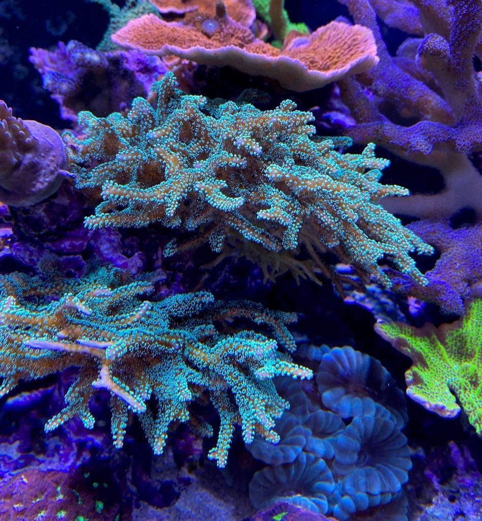 korall64 (2).jpg