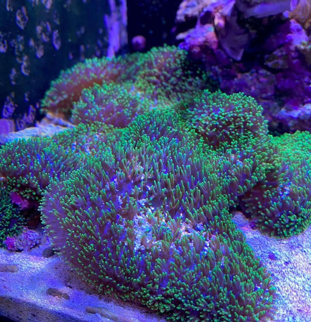korall70 (2).jpg