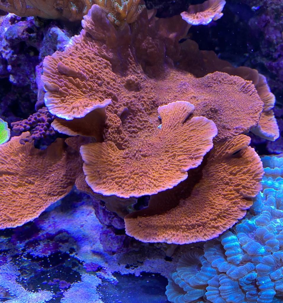 korall67 (2).jpg