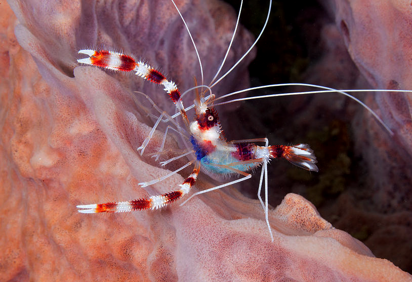 banded-coral-shrimp-with-eggs-andrew-j-martinez.png.d31fc4b27a329cae9fa3f1098283047b.png