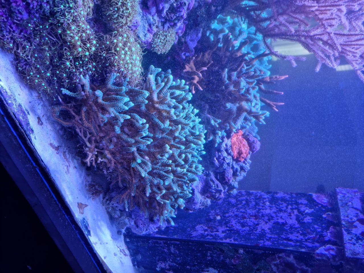 Korall1.jpg