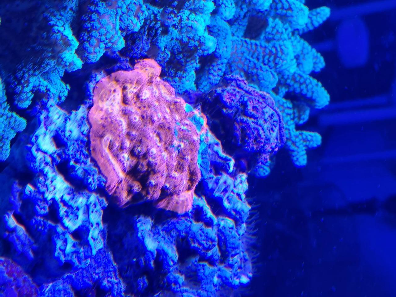 Korall3.jpg