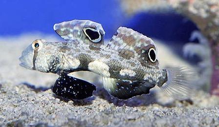 Two spot goby.jpg
