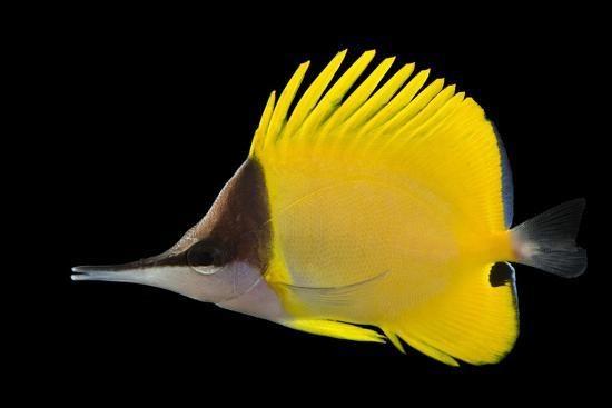 yellow-longnose-butterflyfish-forcipiger-flavissimus_u-l-q11qg3e0.jpg