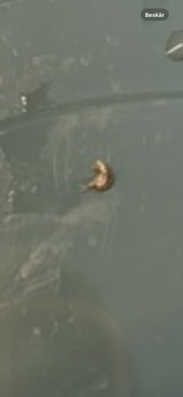 IMG_4526.thumb.png.b1247be35f444002605179287d5b6a58.png