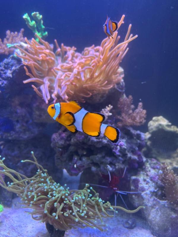 IMG_4559.thumb.jpeg.8e66ec2f9fc0bbc6394339cf40cdabfc.jpeg