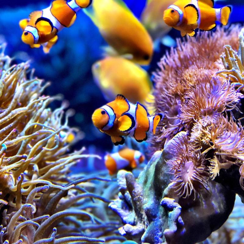 clown-fish-ew6lu7g.jpg