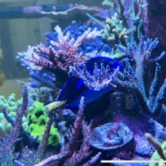 Rudolfs Reef